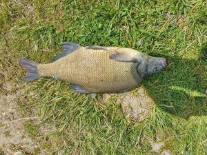 Common Bream