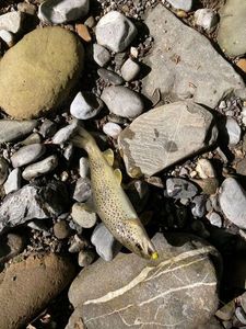 Brown Trout