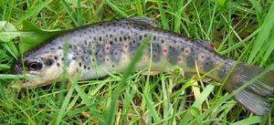 Brown Trout
