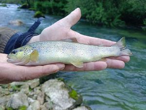 Brown Trout