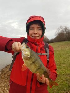 European Perch