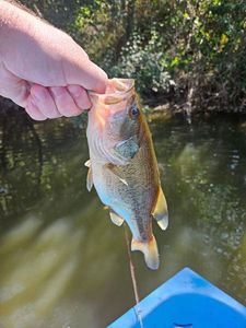 Largemouth Bass
