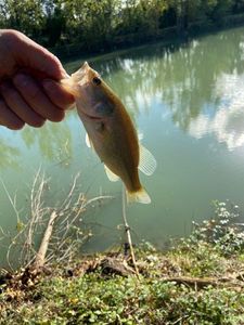 Smallmouth Bass