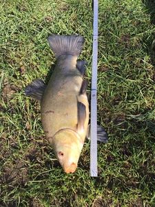 Tench
