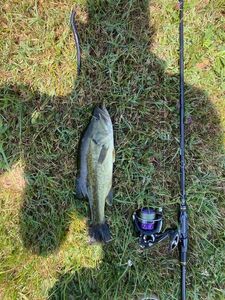 Smallmouth Bass