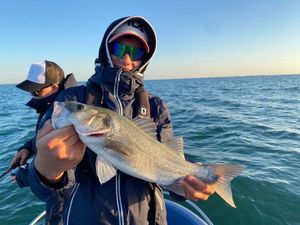 European Bass (Seabass)