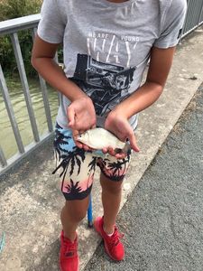 Crucian Carp