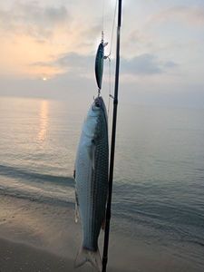 Thicklip Grey Mullet