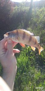 Yellow Perch