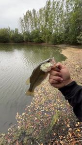 Smallmouth Bass