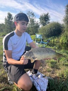 Common Carp