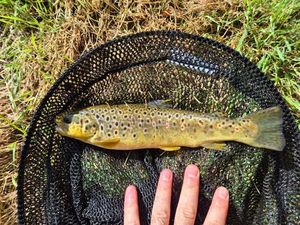 Brown Trout
