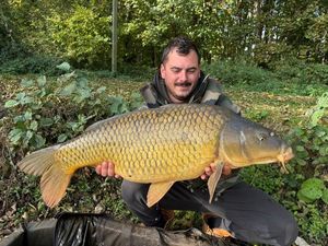 Common Carp