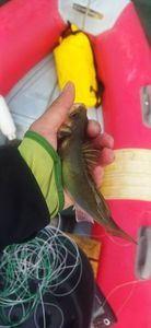 European Bass (Seabass)