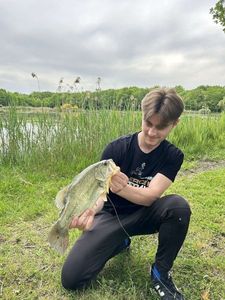 Largemouth Bass