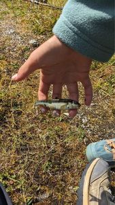 Common Minnow