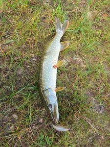 Northern Pike