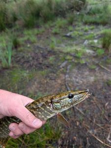Northern Pike