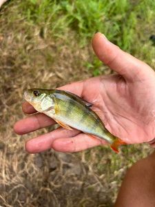 European Perch