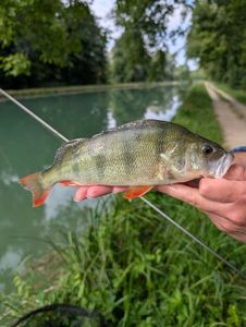 European Perch