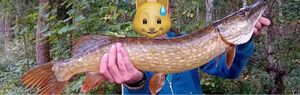 Northern Pike