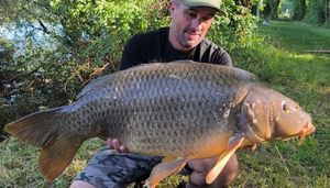 Common Carp