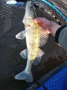 Zander