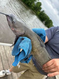 Channel Catfish