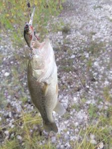 Largemouth Bass