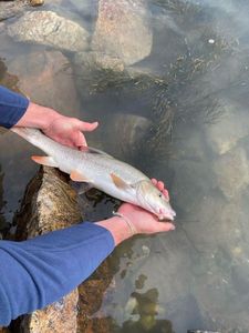 Barbel