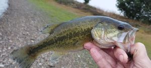 Largemouth Bass