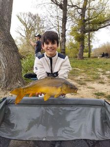 Mirror Carp