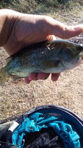 Smallmouth Bass