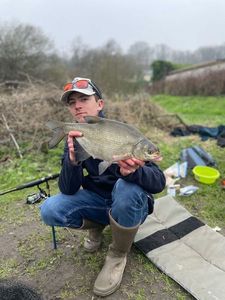 Common Bream