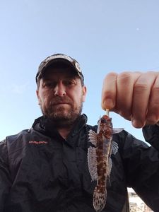 Giant Goby