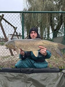 Grass Carp