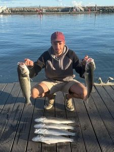 European Bass (Seabass)