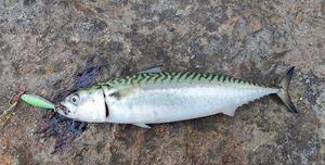 Mackerel