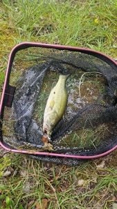 Largemouth Bass