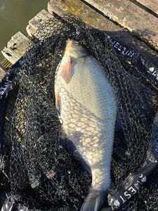Common Bream