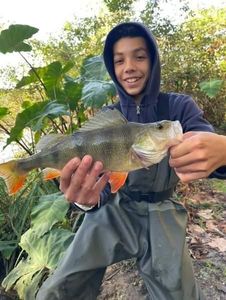 European Perch