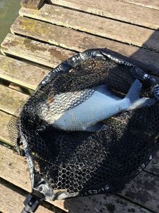 Common Bream