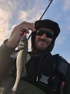 European Bass (Seabass)