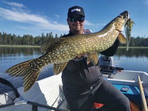 Northern Pike