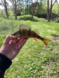 European Perch