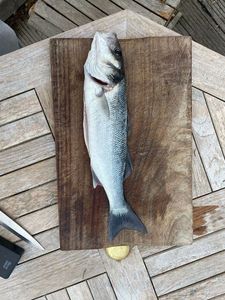 European Bass (Seabass)