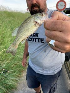 Smallmouth Bass