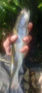 Rainbow Trout