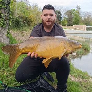 Mirror Carp