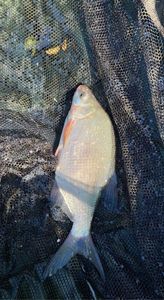 Common Bream